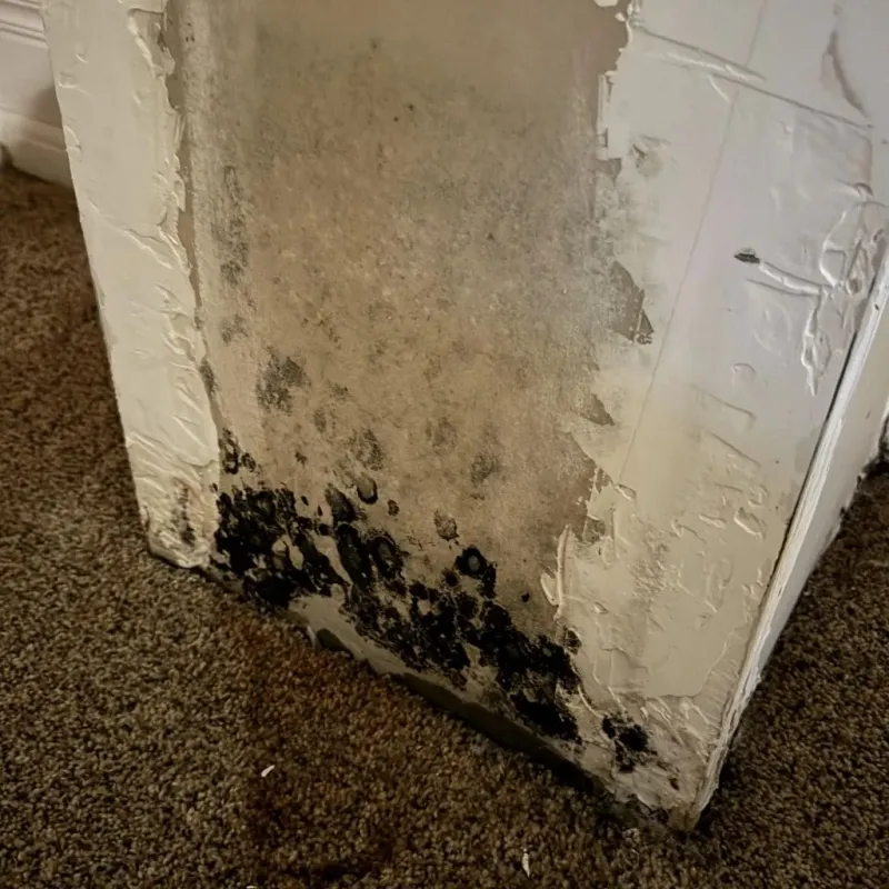 Professional Mold Removal in Union County, PA
